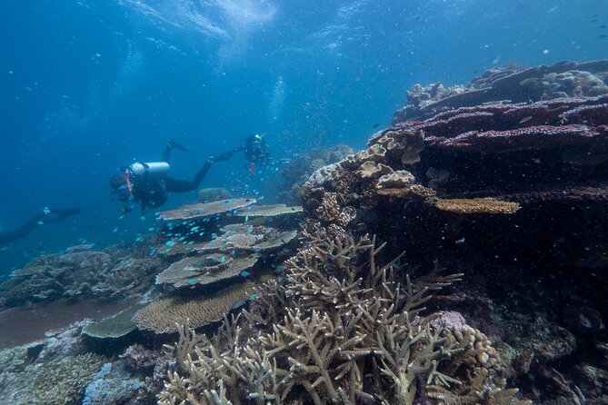 Snorkel & Dive the Reef: Sustainable, Scientific & Cultural Tour - Optional Scuba and Helmet Sessions: What You Need to Know Before Saying Yes