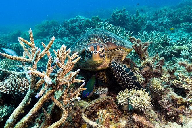 Snorkel & Dive the Reef: Sustainable, Scientific & Cultural Tour - Price and Value: Is $232.39 Worth It?