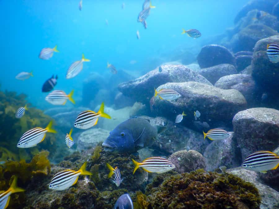 Snorkel Sydney’s Stunning Marine Reserve on a Private Tour - Quick highlights