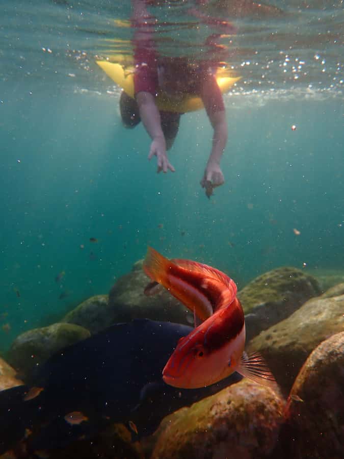 Snorkel Sydney’s Stunning Marine Reserve on a Private Tour - 90 minutes with 1 hour in the water, tailored to you