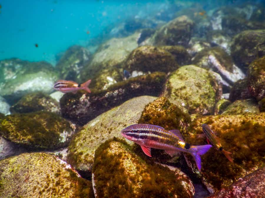 Snorkel Sydney’s Stunning Marine Reserve on a Private Tour - Guide-led photo memories and languages covered