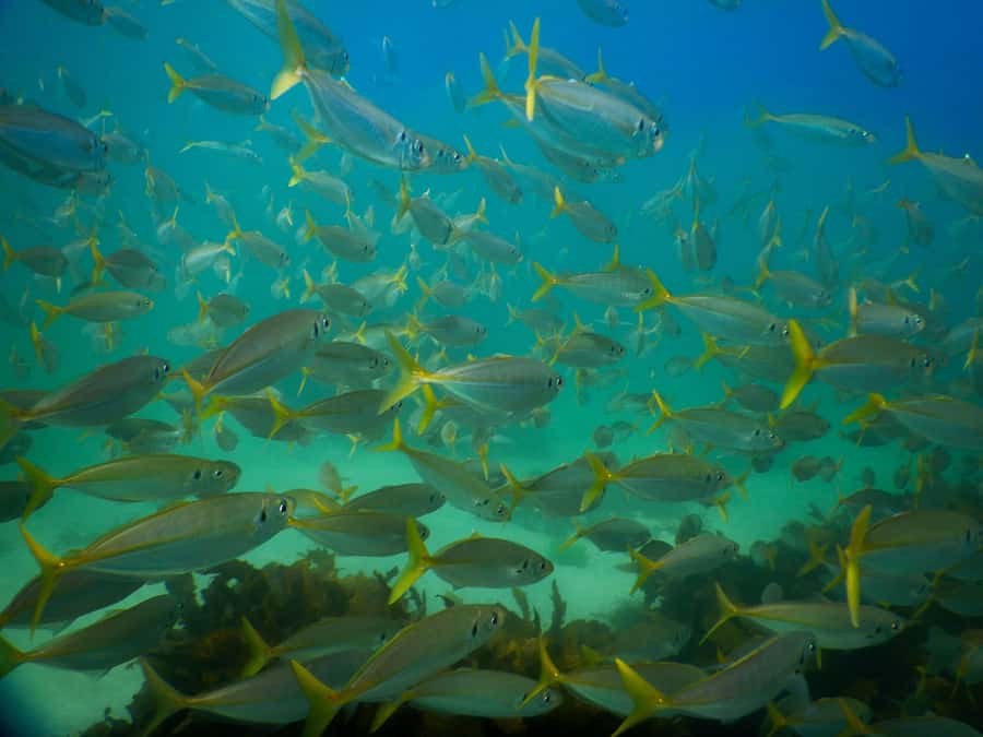 Snorkel Sydney’s Stunning Marine Reserve on a Private Tour - Weather changes near Bondi, plus what you do after