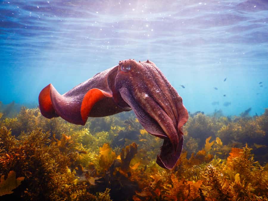 Snorkeling Tour: Discover Sydney’s impressive sea life - Key Takeaways Before You Book