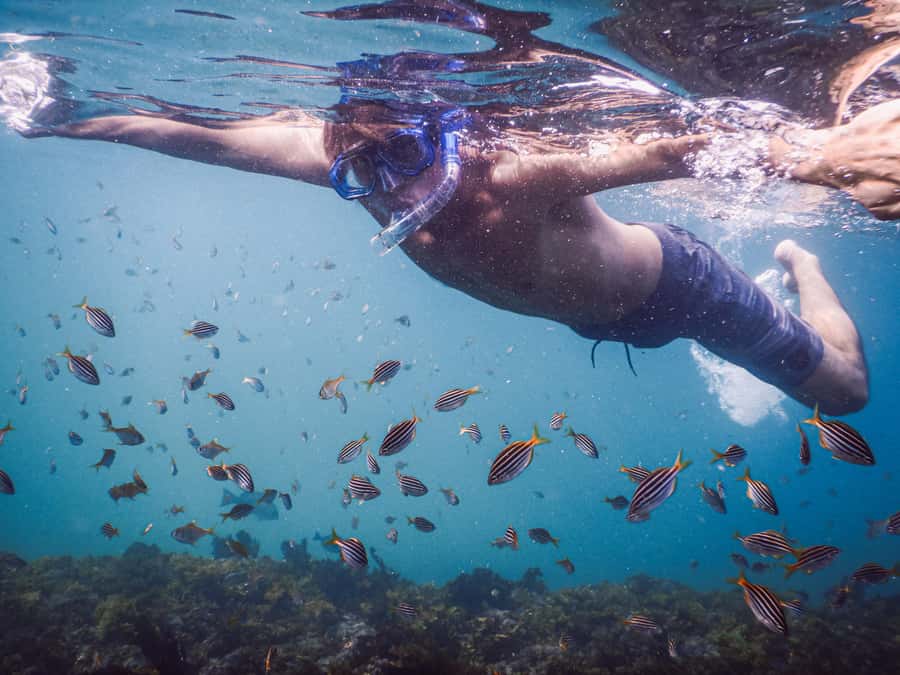 Snorkeling Tour: Discover Sydney’s impressive sea life - Safety Briefing That Actually Helps (Not Just Paperwork)