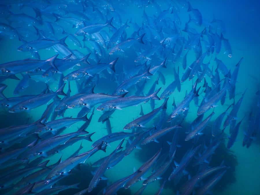 Snorkeling Tour: Discover Sydney’s impressive sea life - One Hour Snorkeling: What Happens Underwater