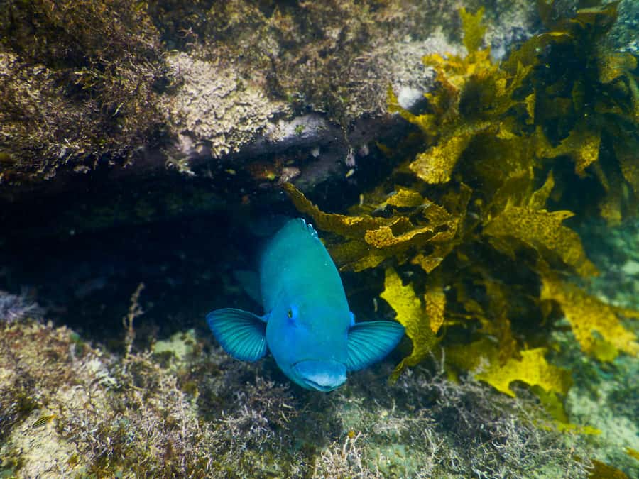Snorkeling Tour: Discover Sydney’s impressive sea life - Bronte-Coogee Aquatic Reserve: The Sea Life You Can Expect