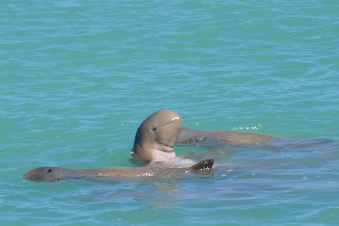 Snubfin Dolphin Eco Cruise from Broome - Roebuck Bay and the hunt for snubfin dolphins on the Ballena