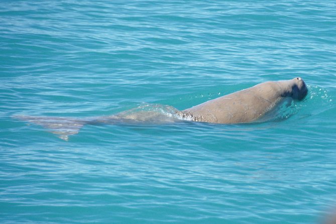 Snubfin Dolphin Eco Cruise from Broome - The boom net swim: when it happens and when it does not