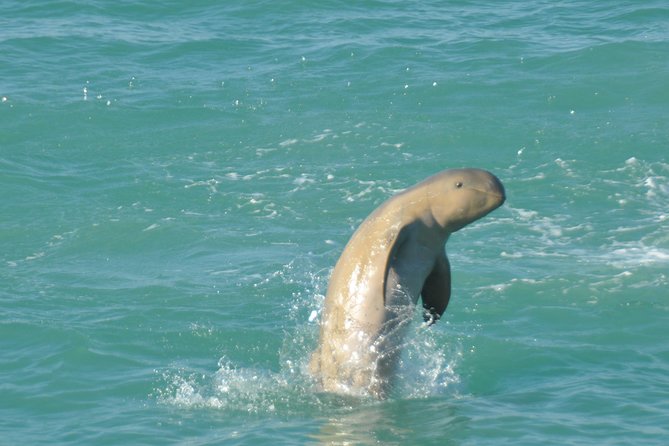 Snubfin Dolphin Eco Cruise from Broome - Comfort you notice right away: shaded decks, restrooms, and snack breaks