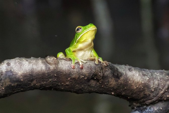 Solar Whisper Daintree River Crocodile and Wildlife Cruise - Key Highlights You Will Actually Care About