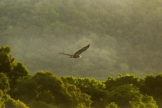 Solar Whisper Daintree River Crocodile and Wildlife Cruise - The 1-Hour Itinerary: What Happens Once You Board