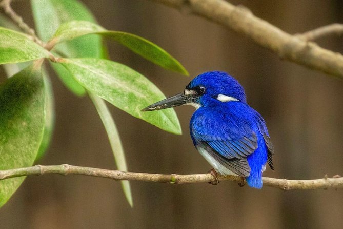 Solar Whisper Daintree River Crocodile and Wildlife Cruise - Beyond Crocs: Birds, Frogs, Snakes, Fish, and More