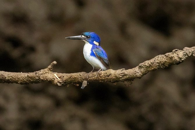 Solar Whisper Daintree River Crocodile and Wildlife Cruise - Seating, Sightlines, and Comfort on a Small Solar Boat
