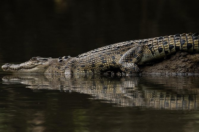 Solar Whisper Daintree River Crocodile and Wildlife Cruise - Price and Value: Is $25.10 Worth It?