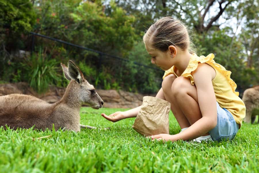 Somersby: Australian Reptile Park Day Pass - 9am to 5pm - Should You Book the Australian Reptile Park Day Pass?