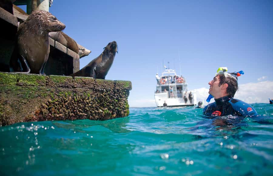 Sorrento: Dolphins & Seals Snorkeling Cruise w/ Lunch - Key highlights you will actually care about