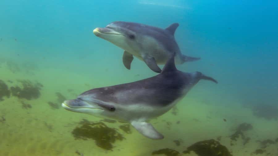 Sorrento: Dolphins & Seals Snorkeling Cruise w/ Lunch - Seals in shallow water: the face-to-face part people remember