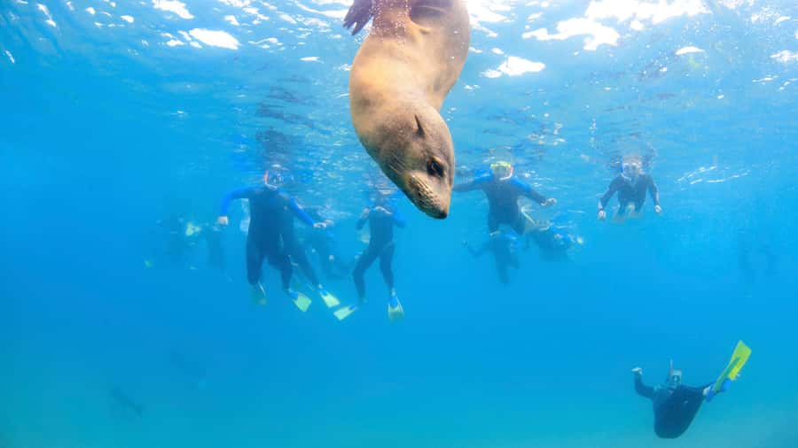 Sorrento: Dolphins & Seals Snorkeling Cruise w/ Lunch - The Mornington Peninsula coast, minus the bus tour boredom