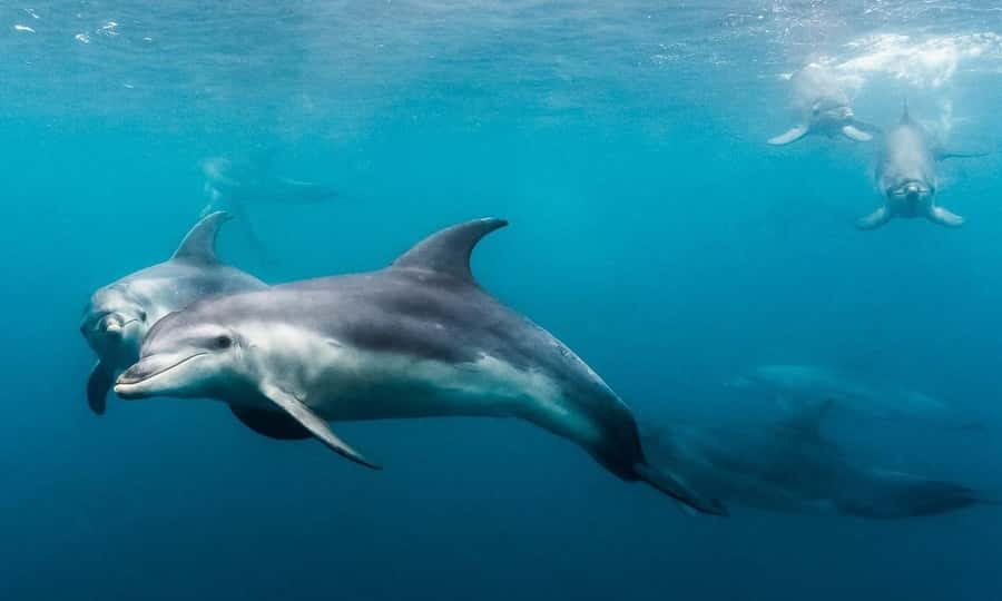 Sorrento: Dolphins & Seals Snorkeling Cruise w/ Lunch - Who should book this dolphins and seals snorkeling cruise