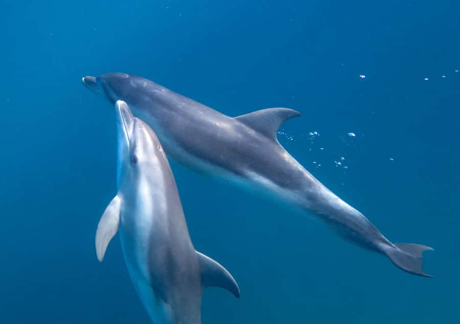 Sorrento: Dolphins & Seals Snorkeling Cruise w/ Lunch - Should you book Moonraker Dolphins and Seals?