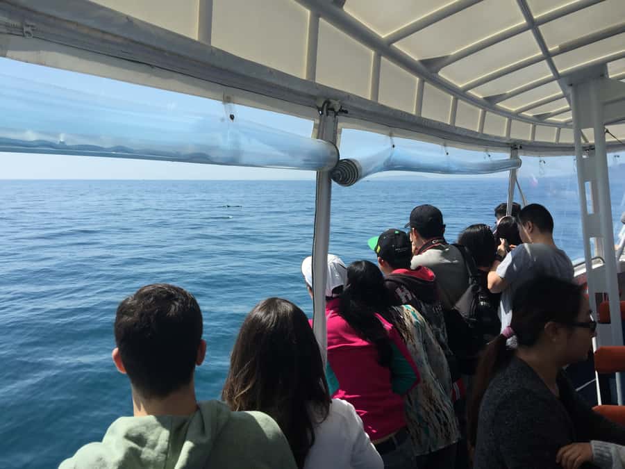 Sorrento,Mornington Peninsula: Wildlife & Sightseeing Cruise - Sorrento to Portsea in 90 minutes: the pacing that works