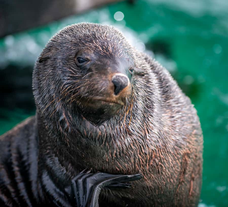 Sorrento,Mornington Peninsula: Wildlife & Sightseeing Cruise - Fur seals near the waterline: what to watch for