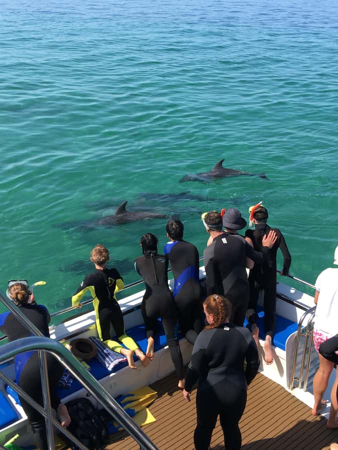 Sorrento,Mornington Peninsula: Wildlife & Sightseeing Cruise - What the guide adds: fun facts you can actually use