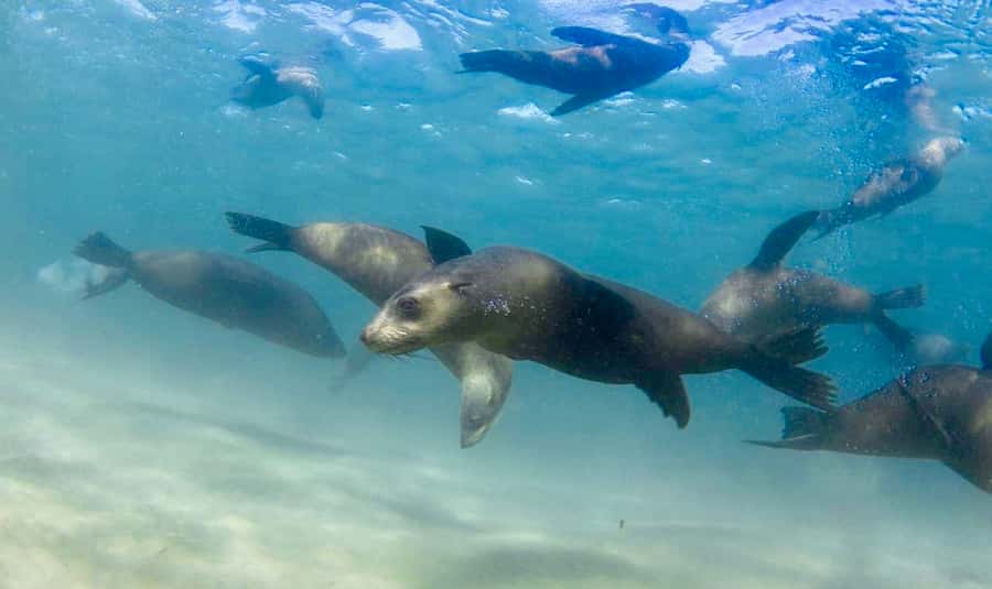 Sorrento: Seal and Sea Dragons 2-Hour Snorkel Experience - Getting to Sorrento Pier and timing it right