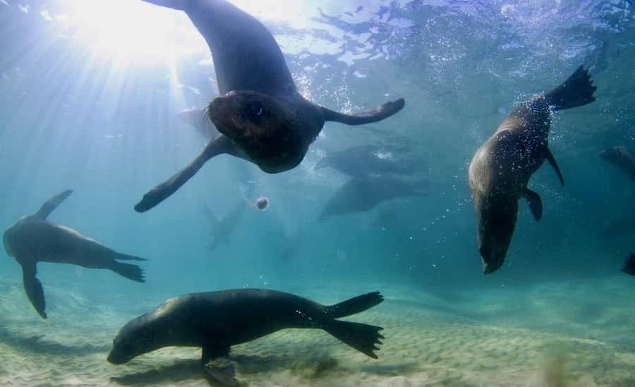 Sorrento: Seal and Sea Dragons 2-Hour Snorkel Experience - First water moment: snorkeling with Australian fur seals