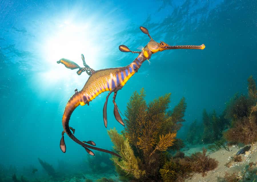 Sorrento: Seal and Sea Dragons 2-Hour Snorkel Experience - Gear, warmth, and why you should pack like a local