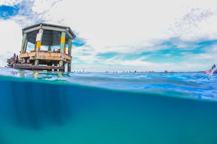 Sorrento: Seal and Sea Dragons 2-Hour Snorkel Experience - Lunch, hot drinks, and what the guides actually do for you