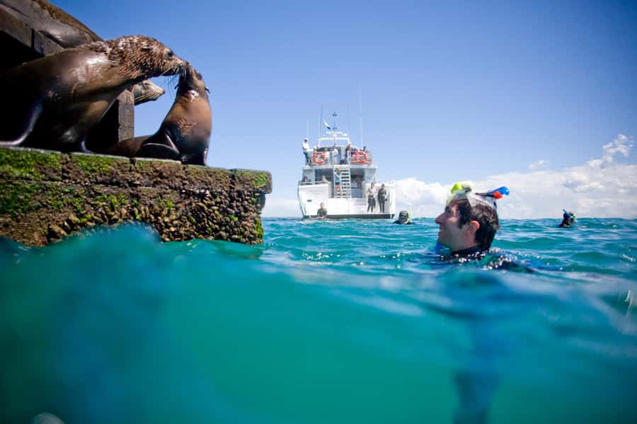 Sorrento: Seal and Sea Dragons 2-Hour Snorkel Experience - Price and value: is $92 fair for a 2-hour wildlife snorkel?