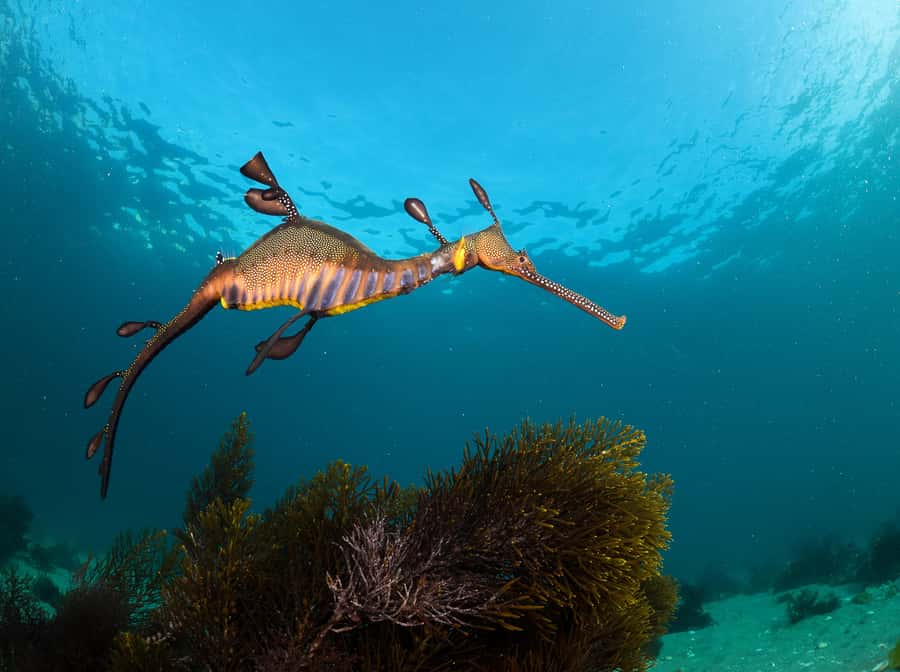 Sorrento: Seal and Sea Dragons 2-Hour Snorkel Experience - Who this snorkel tour suits best (and who might hesitate)