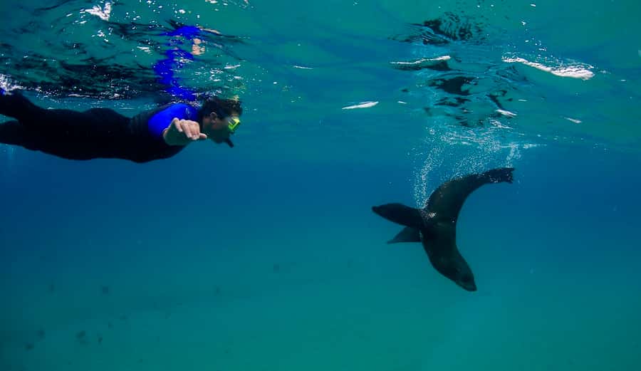 Sorrento: Seal and Sea Dragons 2-Hour Snorkel Experience - Cruise time over Port Phillip Bay: views and photo planning