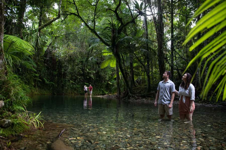 Southern Daintree Explorer Tour - Half Day - Key things I’d plan around before you go