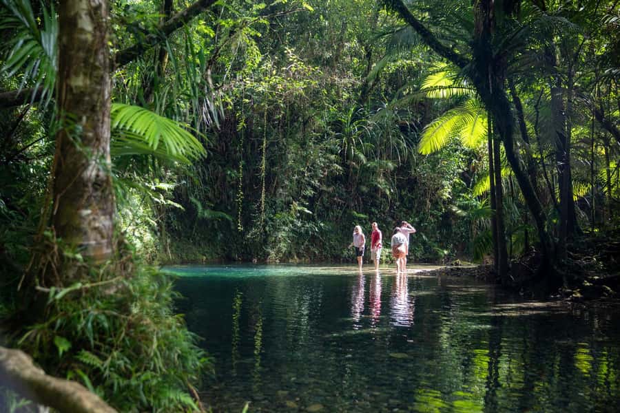Southern Daintree Explorer Tour - Half Day - Southern Daintree in half a day, with Port Douglas pickup