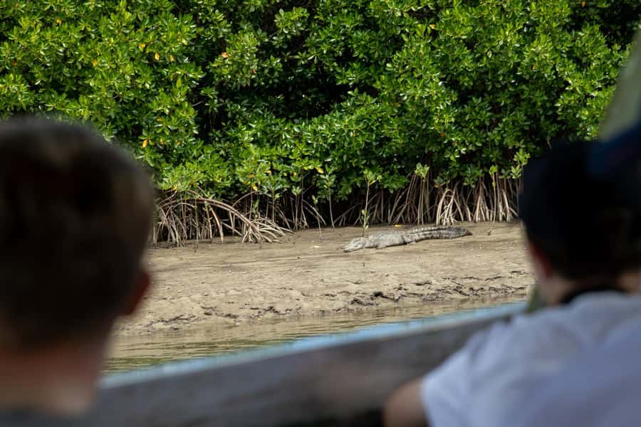 Southern Daintree Explorer Tour - Half Day - The Daintree River wildlife cruise: spotting animals with a time limit