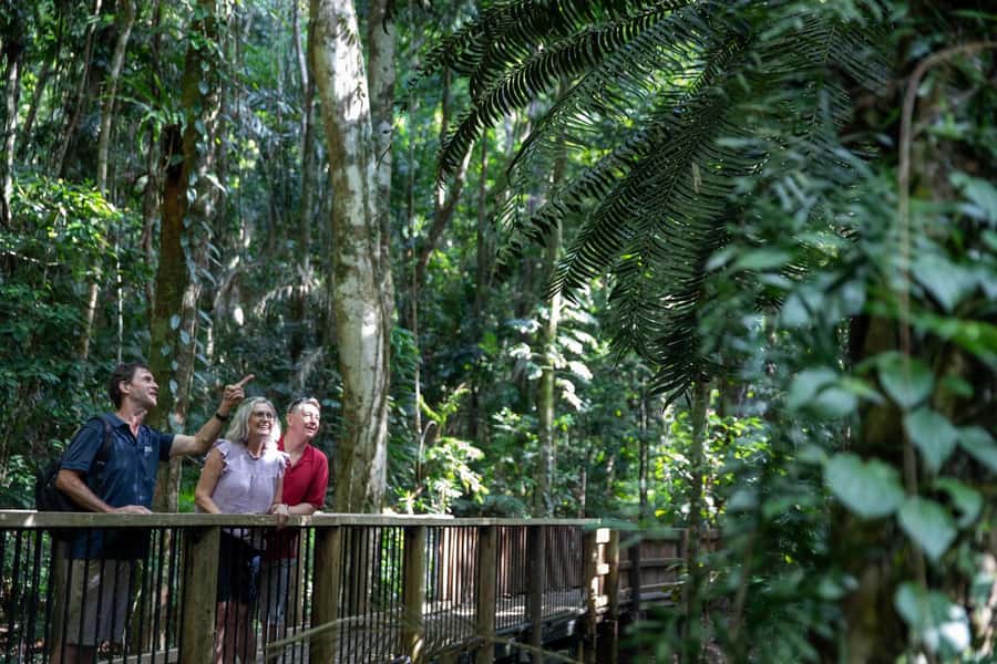 Southern Daintree Explorer Tour - Half Day - Morning tea and light lunch in a calm spot