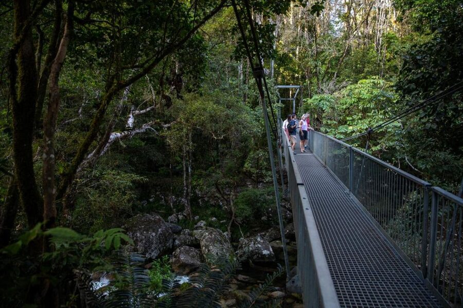 Southern Daintree Explorer Tour - Half Day - Price and value: does $101 make sense?