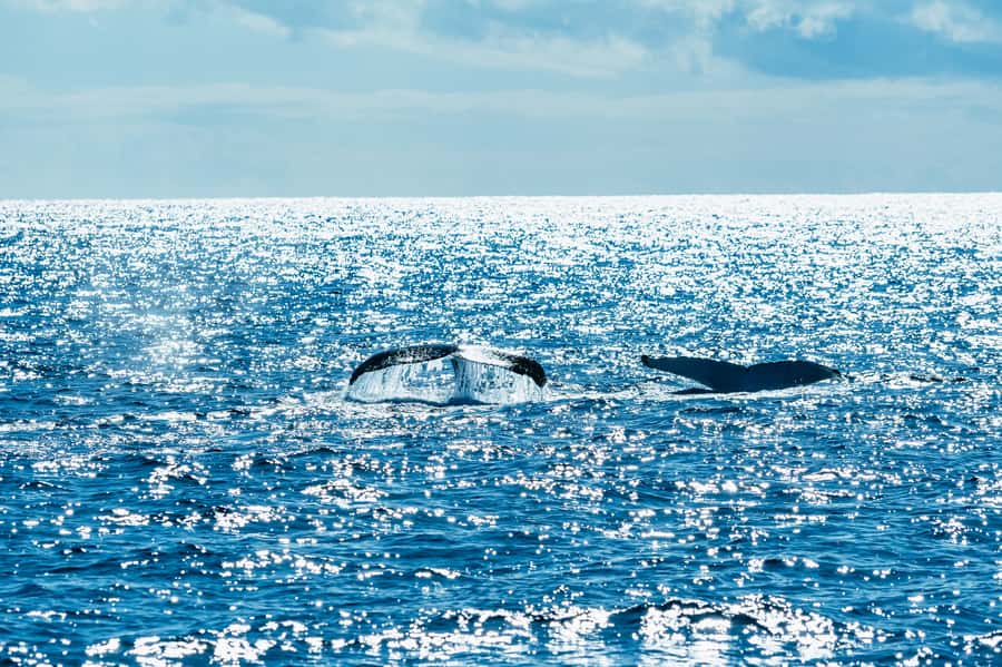Spirit of Gold Coast 2.5-Hour Whale Watching Tour - Key things that make this tour worth your time