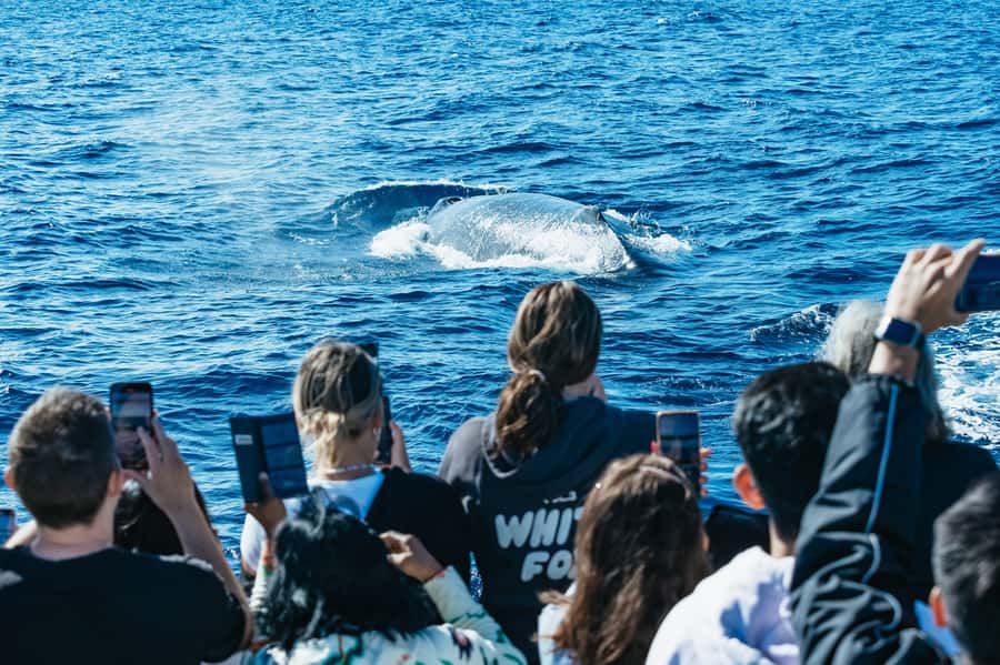 Spirit of Gold Coast 2.5-Hour Whale Watching Tour - Humpback season June to October, and what that means for you