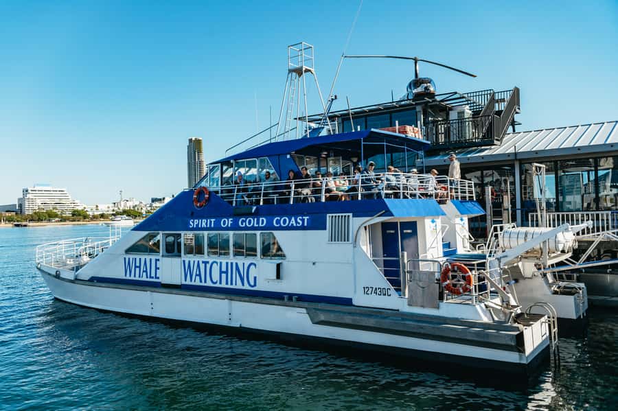 Spirit of Gold Coast 2.5-Hour Whale Watching Tour - Inside the 2.5-hour ride: what you do on the boat