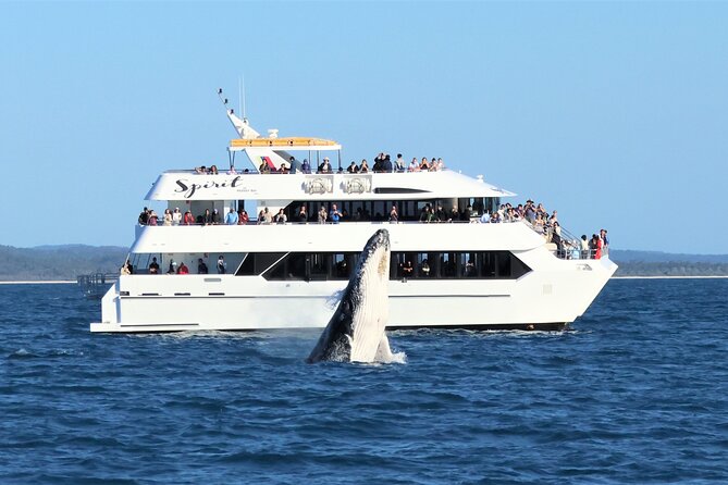 Spirit of Hervey Bay Whale Watching Cruise - Why Hervey Bay Makes Whale Watching Feel Practical