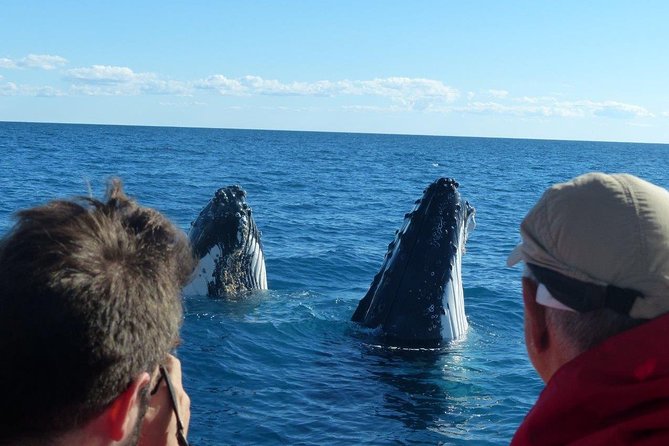 Spirit of Hervey Bay Whale Watching Cruise - Entering the Catamaran: Viewing Decks and Underwater Rooms