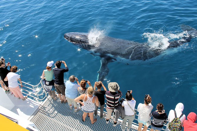 Spirit of Hervey Bay Whale Watching Cruise - Tea, Drinks, and Comfort That Fit a Short Cruise