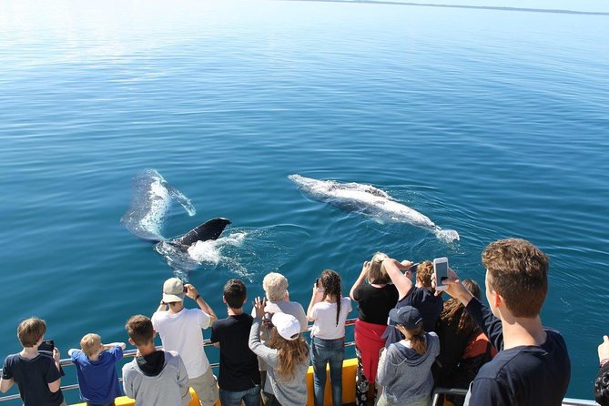 Spirit of Hervey Bay Whale Watching Cruise - Expected Wildlife Moments: From Close Encounters to Whale Soup Days