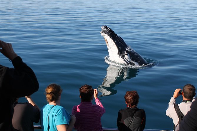 Spirit of Hervey Bay Whale Watching Cruise - Getting There Without Stress: Transfers, Parking, and the On-Ramp Feel