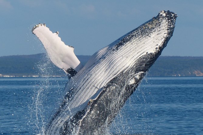 Spirit of Hervey Bay Whale Watching Cruise - How the Half-Day Route Plays Out on the Water