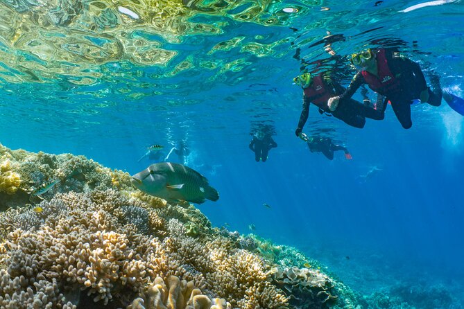 Sunlover Reef Cruises Cairns Great Barrier Reef Experience - Moore Reef pontoon setup: what makes this day feel special