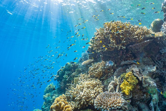 Sunlover Reef Cruises Cairns Great Barrier Reef Experience - Add-ons: what you can upgrade once you’re on the reef